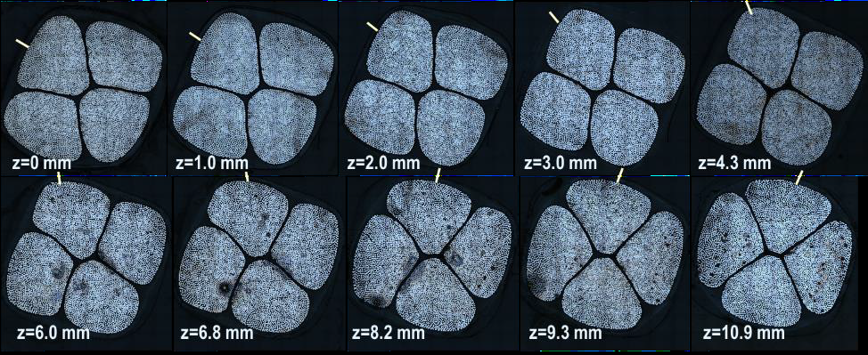 Sequence of cross-sections of Litz2 wire as a function of axial position, z, by automatic Robo-Met serial polishing. Image from article "Pot-ability Assessment of Litz Wires for High Power Density Electric Motor"